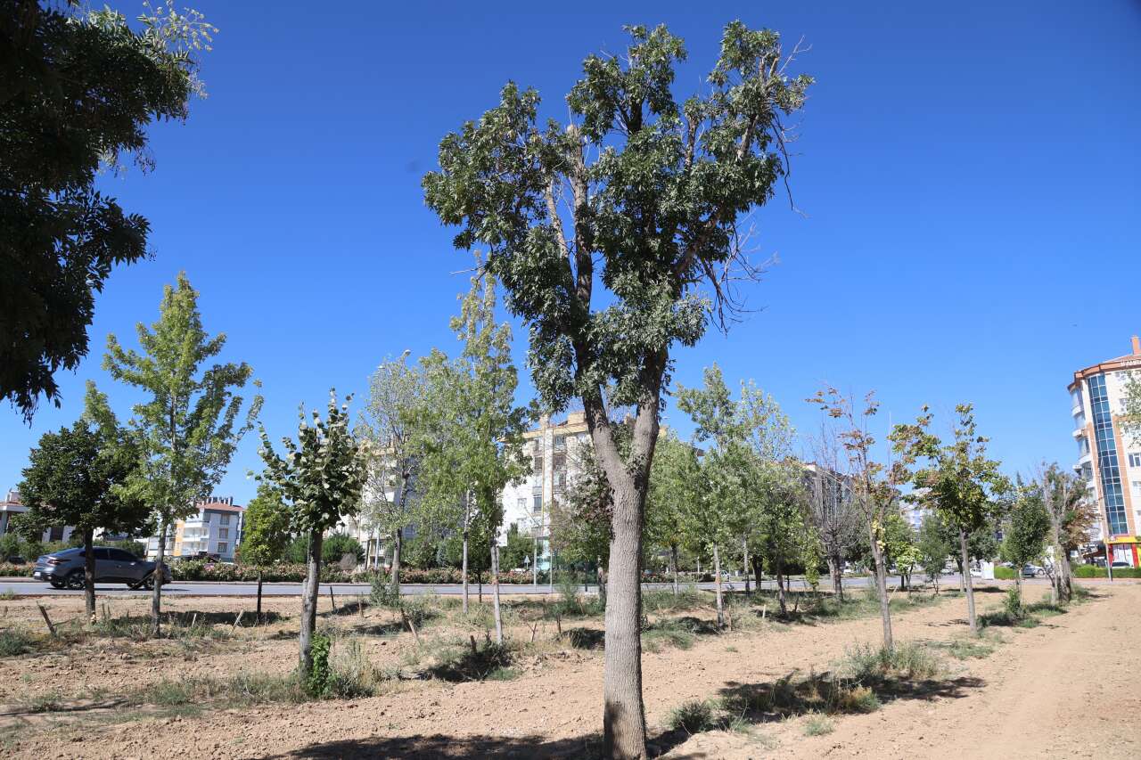 Konya’da tramvay çalışması nedeniyle kaldırılan ağaçların akıbeti belli oldu 6